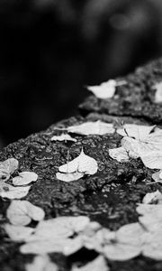 Preview wallpaper leaves, drops, rain, wet, macro, black and white