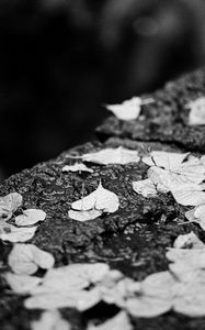 Preview wallpaper leaves, drops, rain, wet, macro, black and white