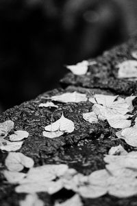 Preview wallpaper leaves, drops, rain, wet, macro, black and white