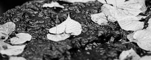 Preview wallpaper leaves, drops, rain, wet, macro, black and white