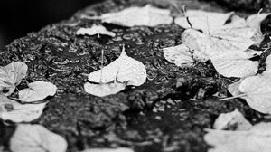 Preview wallpaper leaves, drops, rain, wet, macro, black and white