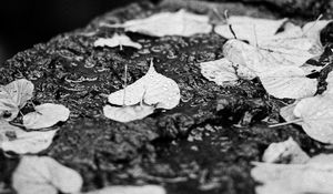 Preview wallpaper leaves, drops, rain, wet, macro, black and white