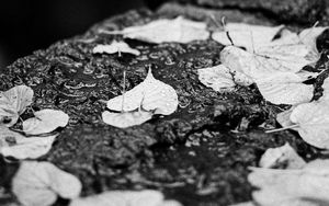 Preview wallpaper leaves, drops, rain, wet, macro, black and white