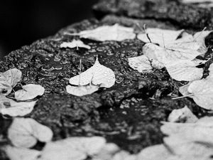 Preview wallpaper leaves, drops, rain, wet, macro, black and white