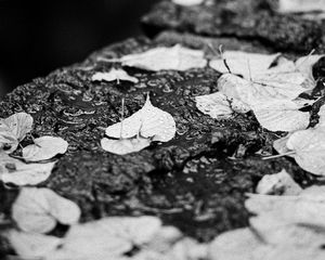 Preview wallpaper leaves, drops, rain, wet, macro, black and white