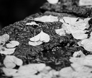 Preview wallpaper leaves, drops, rain, wet, macro, black and white