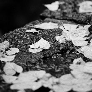 Preview wallpaper leaves, drops, rain, wet, macro, black and white