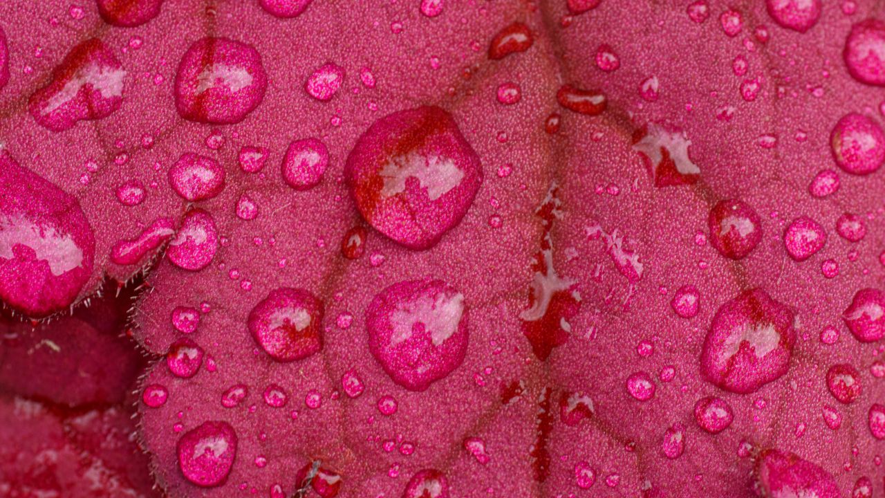 Wallpaper leaves, drops, rain, macro, pink