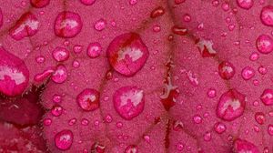 Preview wallpaper leaves, drops, rain, macro, pink