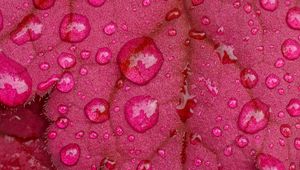 Preview wallpaper leaves, drops, rain, macro, pink