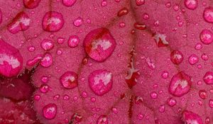 Preview wallpaper leaves, drops, rain, macro, pink
