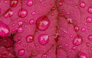 Preview wallpaper leaves, drops, rain, macro, pink