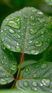 Preview wallpaper leaves, drops, rain, plant, macro, wet