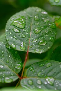 Preview wallpaper leaves, drops, rain, plant, macro, wet