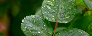 Preview wallpaper leaves, drops, rain, plant, macro, wet