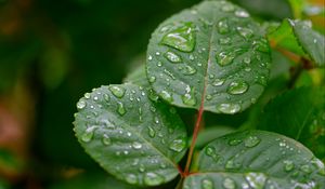 Preview wallpaper leaves, drops, rain, plant, macro, wet