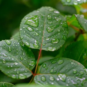 Preview wallpaper leaves, drops, rain, plant, macro, wet