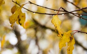 Preview wallpaper leaves, drops, rain, autumn, tree