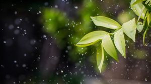 Preview wallpaper leaves, drops, spray, plant