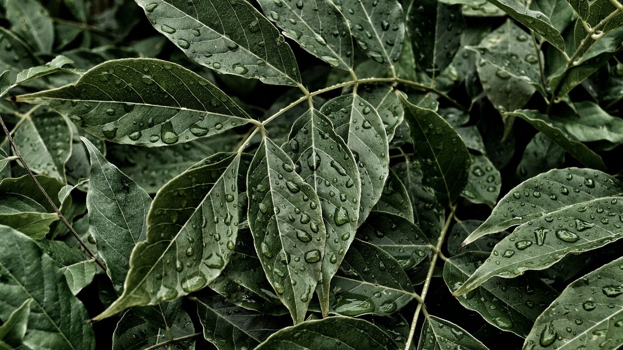 Wallpaper leaves, drops, surface