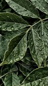 Preview wallpaper leaves, drops, surface