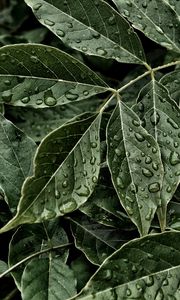 Preview wallpaper leaves, drops, surface
