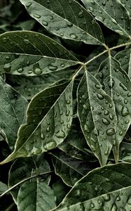 Preview wallpaper leaves, drops, surface