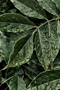 Preview wallpaper leaves, drops, surface
