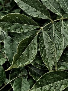 Preview wallpaper leaves, drops, surface