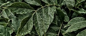 Preview wallpaper leaves, drops, surface