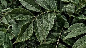 Preview wallpaper leaves, drops, surface