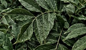 Preview wallpaper leaves, drops, surface