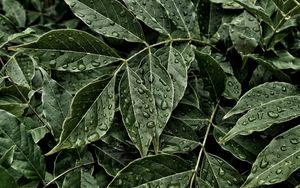 Preview wallpaper leaves, drops, surface