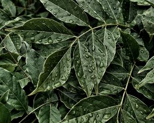 Preview wallpaper leaves, drops, surface