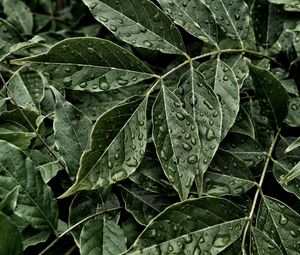 Preview wallpaper leaves, drops, surface