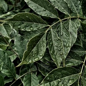 Preview wallpaper leaves, drops, surface