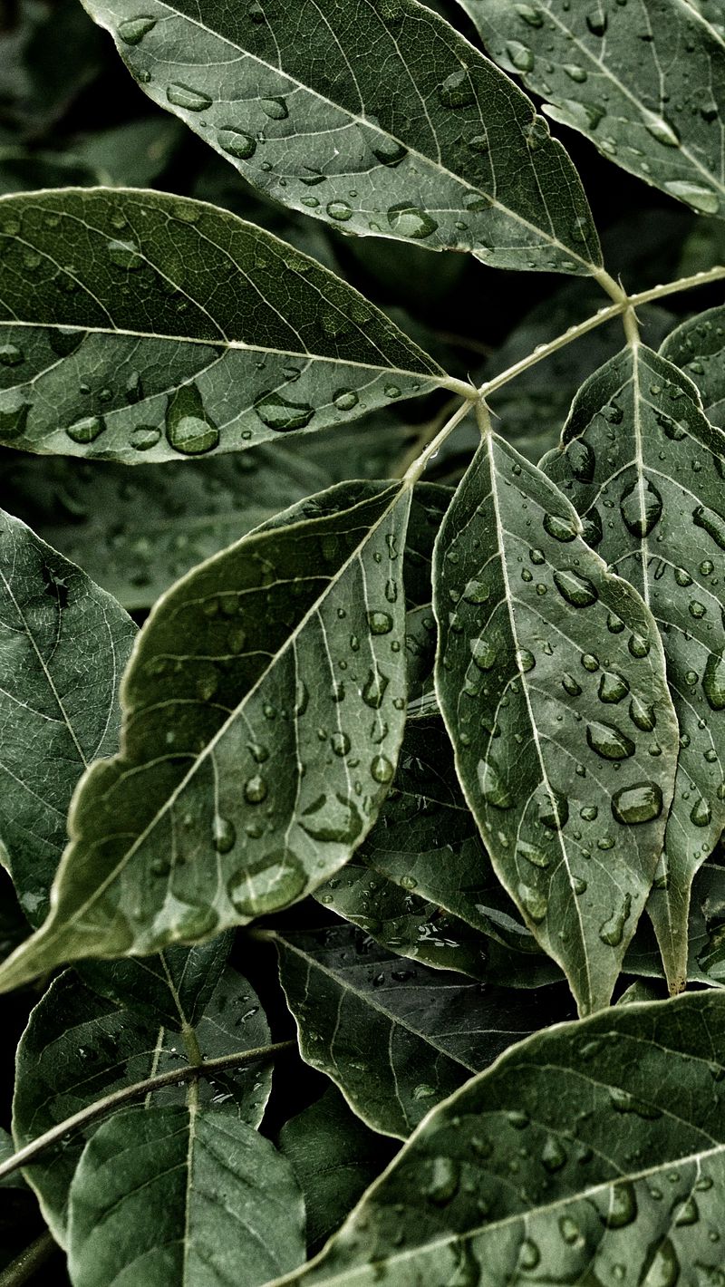 800x1420 Wallpaper leaves, drops, surface