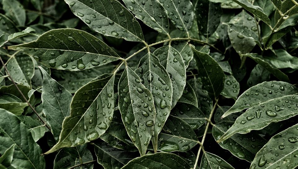 960x544 Wallpaper leaves, drops, surface