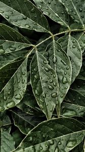 Preview wallpaper leaves, drops, surface, close-up