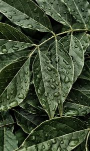 Preview wallpaper leaves, drops, surface, close-up