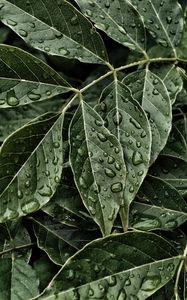 Preview wallpaper leaves, drops, surface, close-up