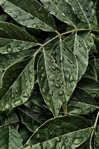 Preview wallpaper leaves, drops, surface, close-up