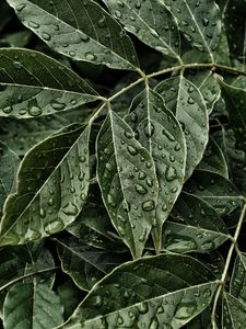 Preview wallpaper leaves, drops, surface, close-up