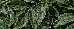 Preview wallpaper leaves, drops, surface, close-up