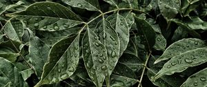 Preview wallpaper leaves, drops, surface, close-up