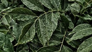 Preview wallpaper leaves, drops, surface, close-up