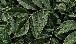 Preview wallpaper leaves, drops, surface, close-up