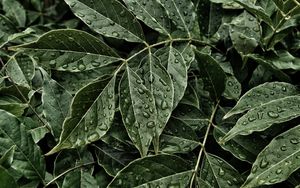 Preview wallpaper leaves, drops, surface, close-up
