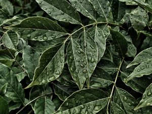 Preview wallpaper leaves, drops, surface, close-up