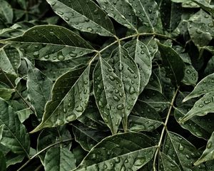 Preview wallpaper leaves, drops, surface, close-up
